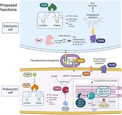 Diversity and prevalence of type VI secretion system effectors in clinical Pseudomonas aeruginosa isolates